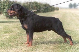 Ter Waele Posse 2003-07 02
