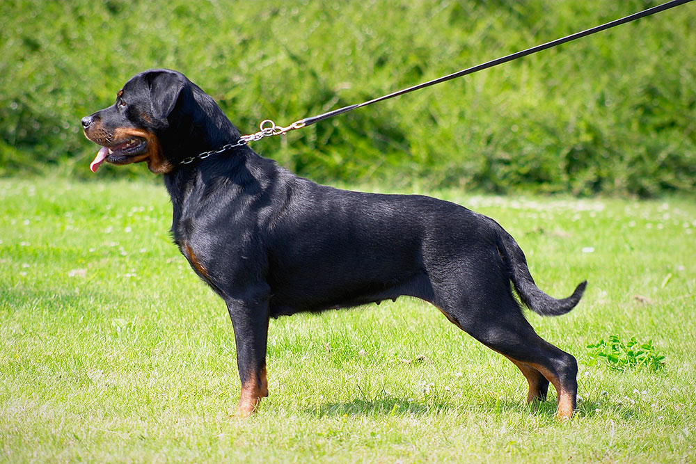 Dutch rottweiler shop