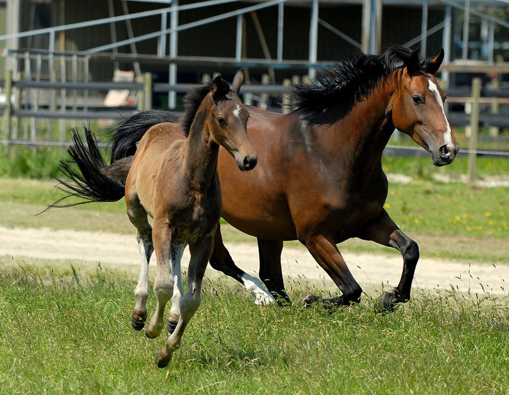 Ter Waele Borette & Vierette in galop