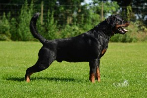 Varus von der Bleichstrasse