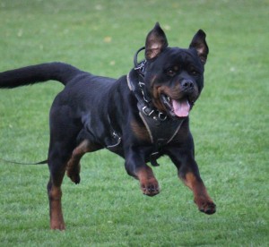 watson_009